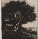 2-old-olive-tree