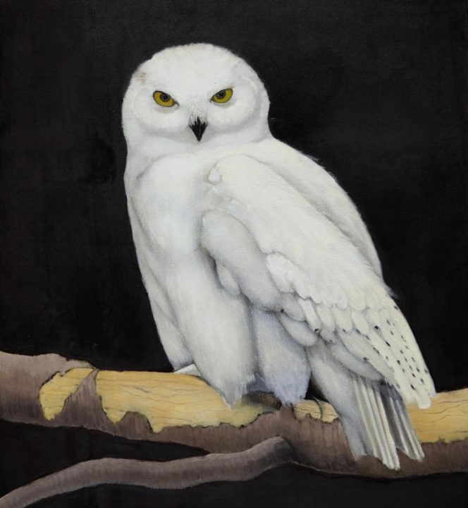Snowy Owl II
