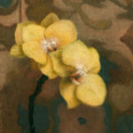fenne-louise-yellow-orchids