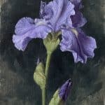 Iris, Lavender Blue