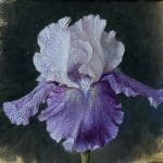 Iris, Pale Lavender