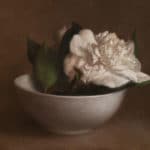 koch-jonatha-white-camellias-in-a-bowl