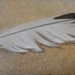 leary-elizabeth-gull-feather