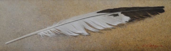 Gull Feather