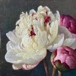 White and Pink Peonies