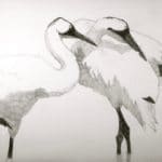 whooping-cranes-baraboo