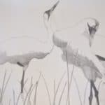 whooping-cranes-in-reeds-ii