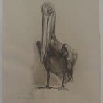 ben long – pelicanus occidentalis