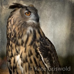 Eurasian Eagle Owl C-I