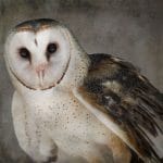 Owl I by Kate Griswold