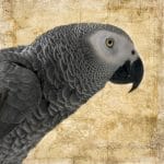 African Grey Parrot on Gold