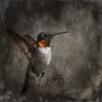 Hummingbird-C-I