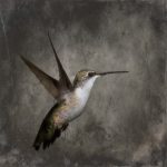 Hummingbird-C-II