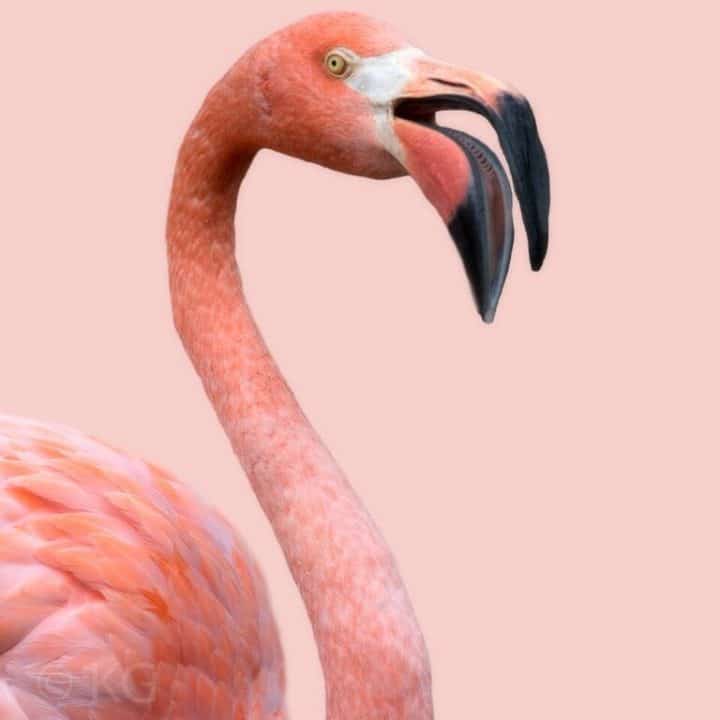 Pink Flamingo II C-II