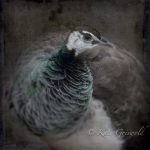 Peahen-C-I-720×720