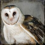 Barn Owl C-I