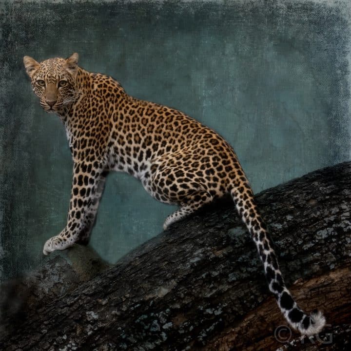 Leopard C-I