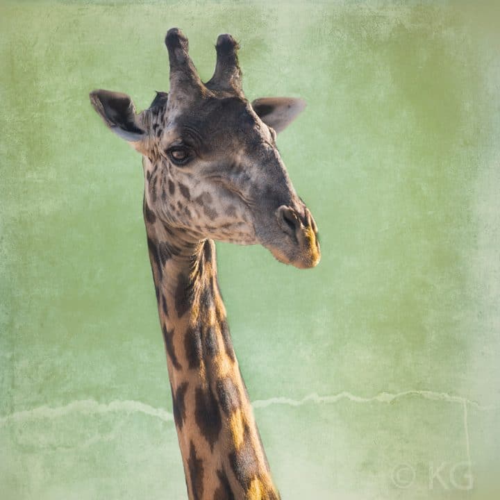 Giraffe C-VII on Pale Green