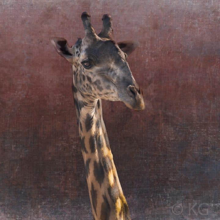 Giraffe C-VII on Plum