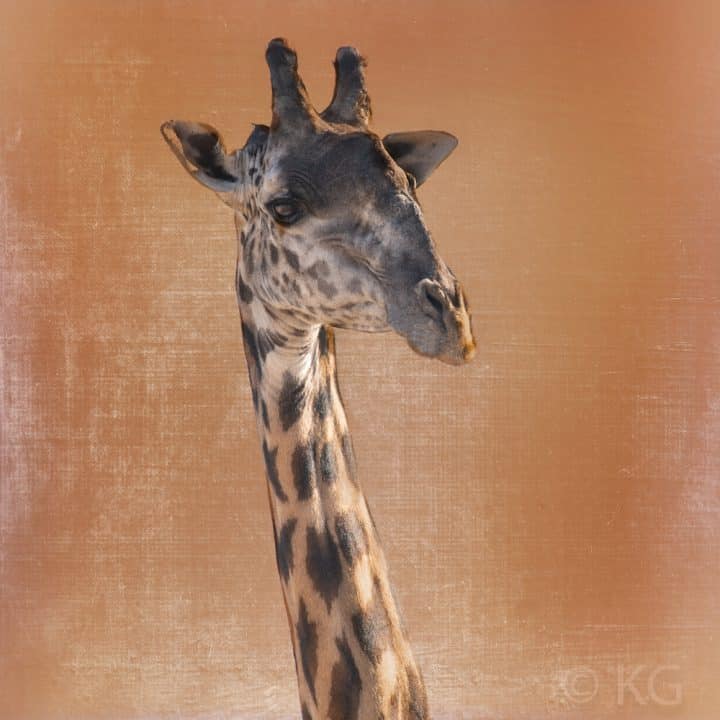 Giraffe C-VII on Tangerine