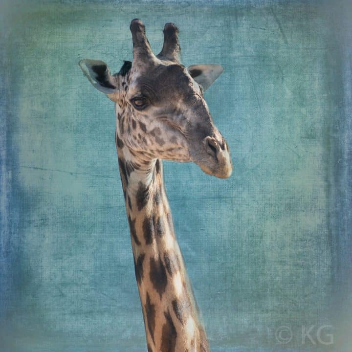 Giraffe C-VII on Turquoise