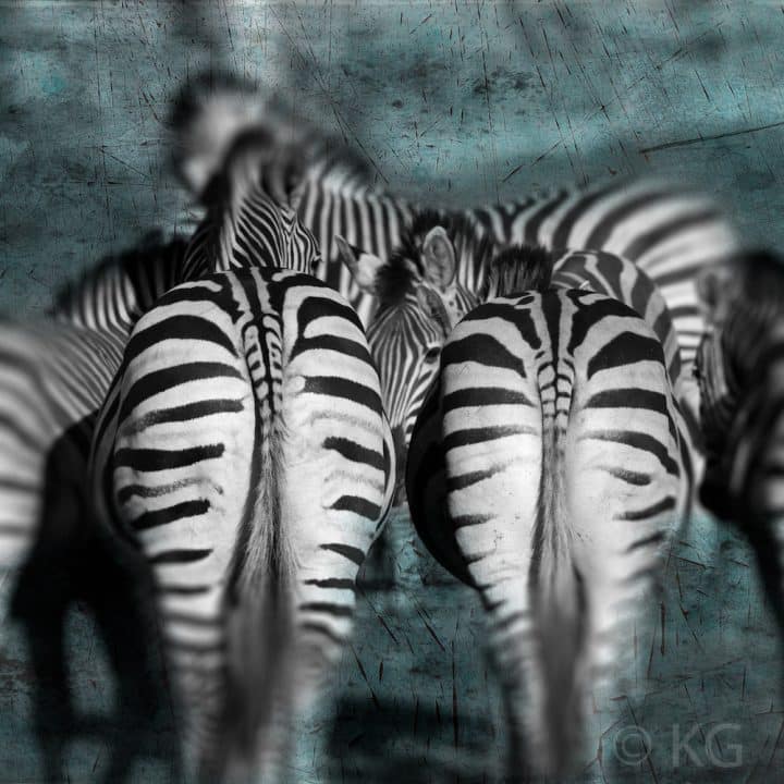 Zebra Herd C-III