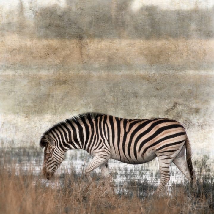 Zebra C-I