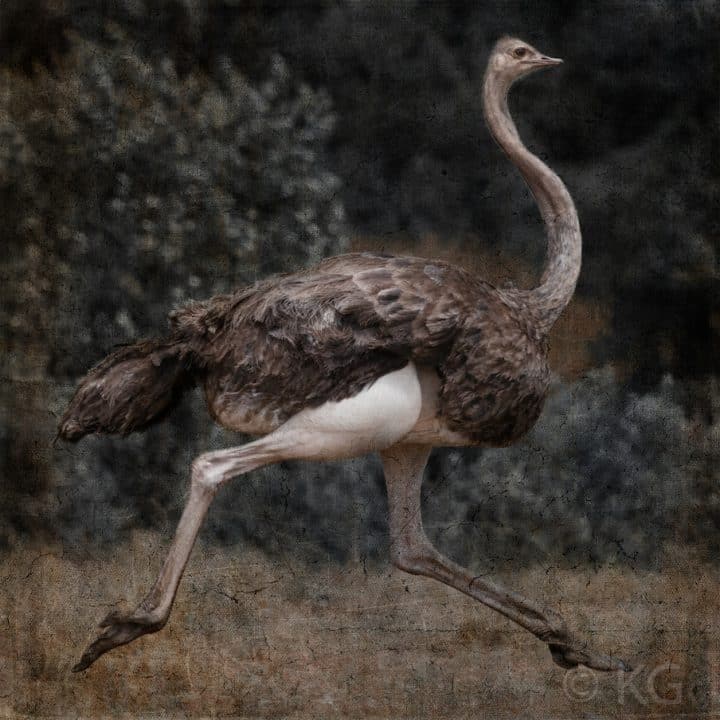 Ostrich C-II