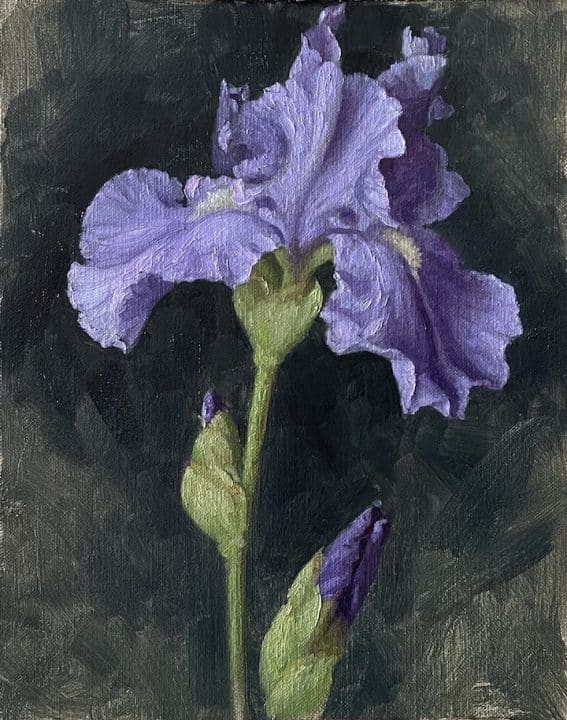 Iris, Lavender Blue