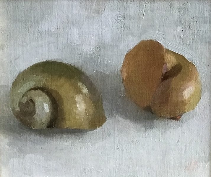 Snail Shells 2